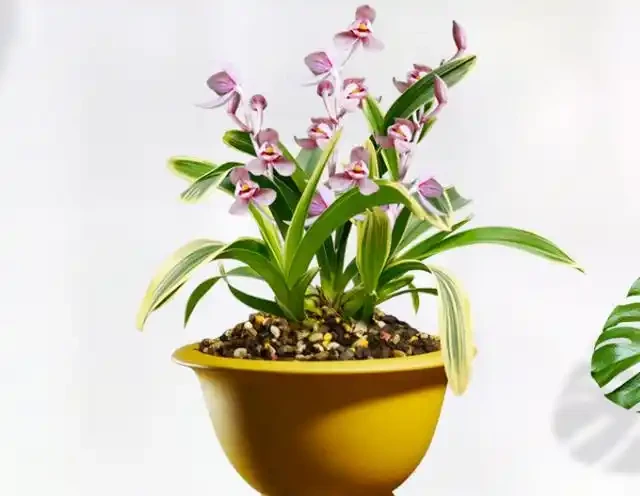 開花「很勤奮」的蘭花,每年開花4、5次,整體能開小半年
