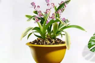 開花「很勤奮」的蘭花，每年開花4、5次，整體能開小半年