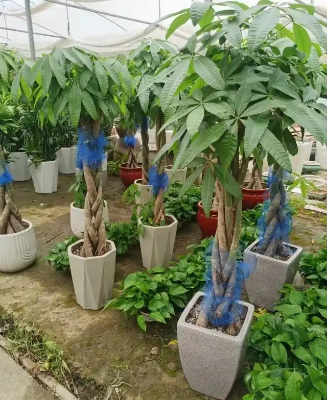 發財樹怎麼種