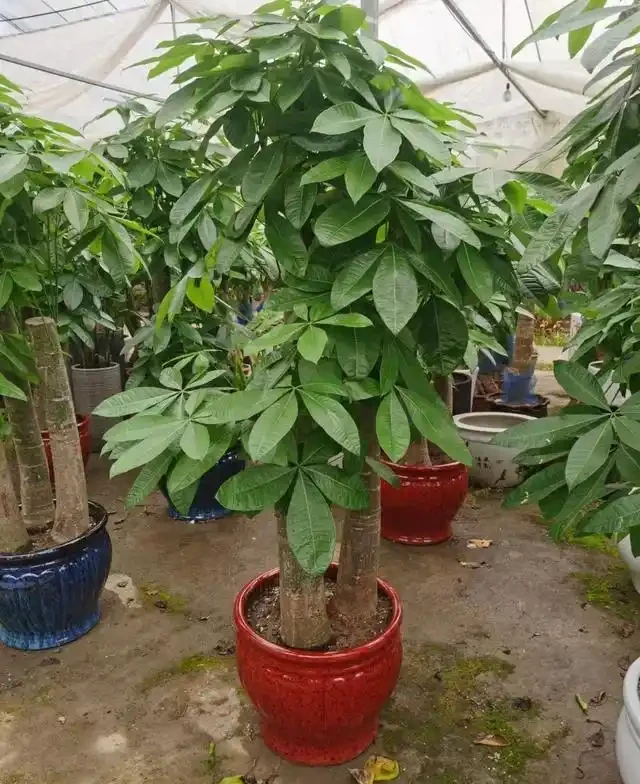 發財樹怎麼種