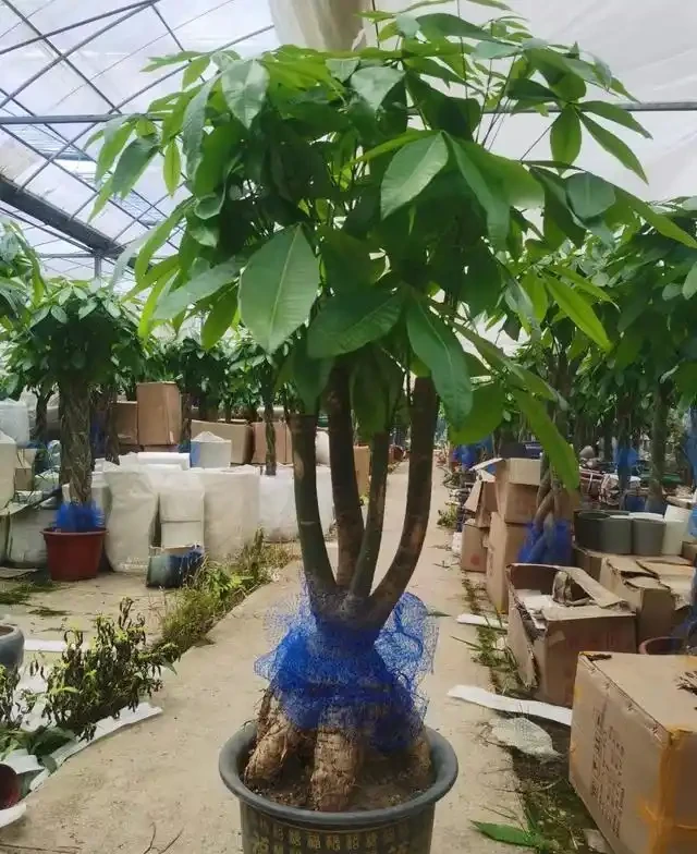 發財樹怎麼種
