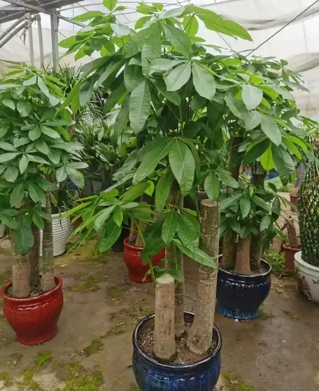 發財樹怎麼種