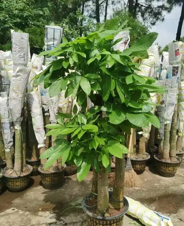 發財樹怎麼種