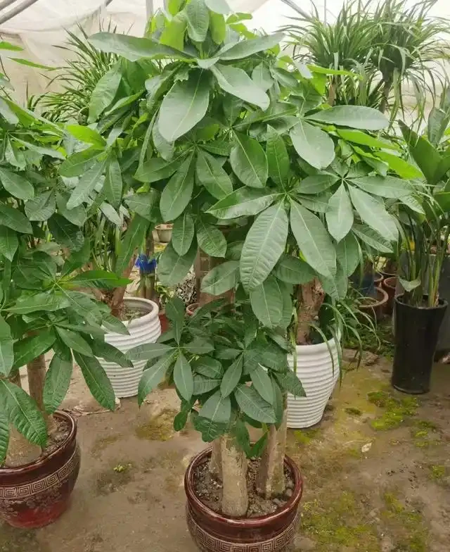 發財樹怎麼種
