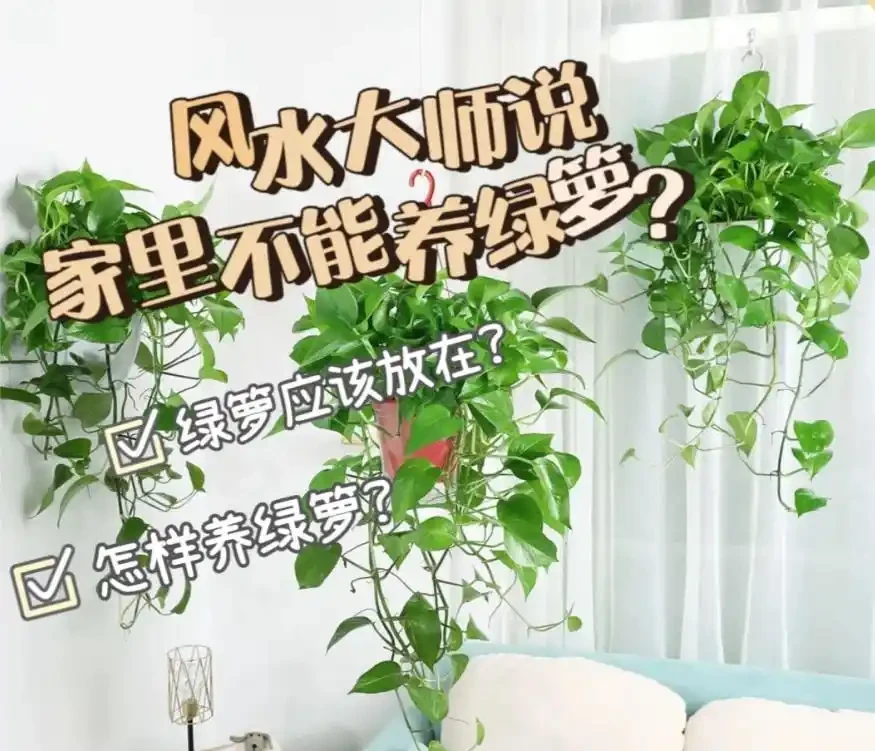 總有人說：「一棵黃金葛7個鬼」，是不是迷信？你看完就知道了