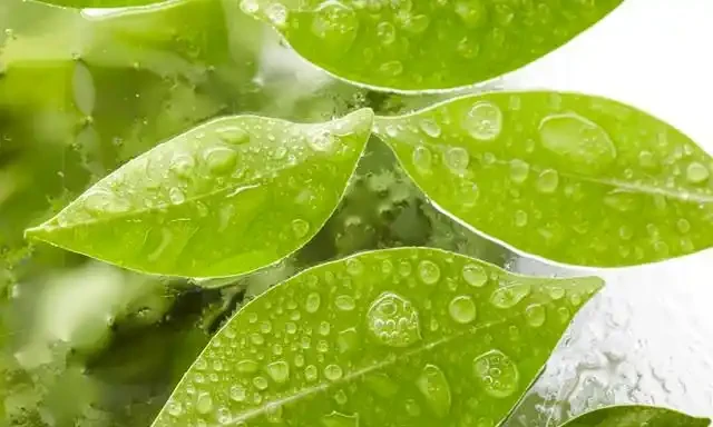 葉片變綠最快方法