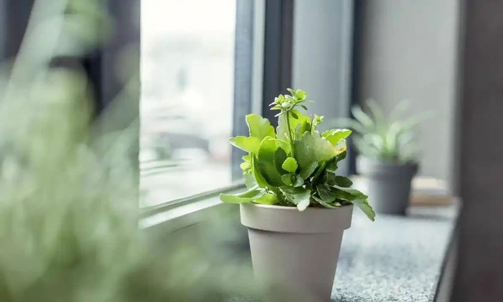 葉片變綠最快方法