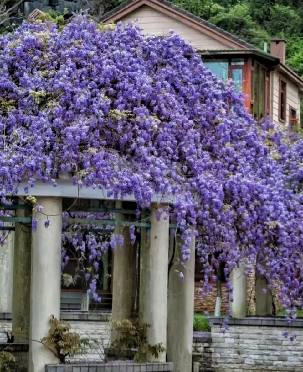 如果你有一個院子，我建議你養這10種花，浪漫又唯美