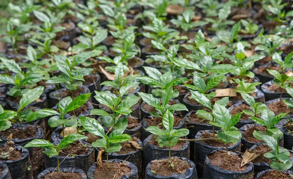 插枝樹苗的方法和技術
