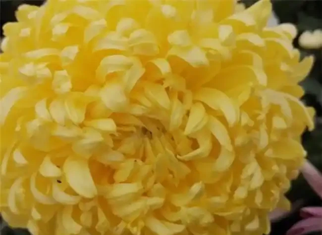 吸甲醛最厲害的8種花