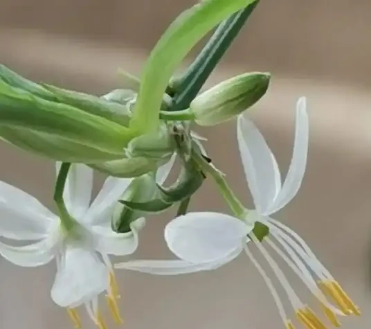 吸甲醛最厲害的8種花