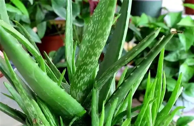 吸甲醛最厲害的8種花