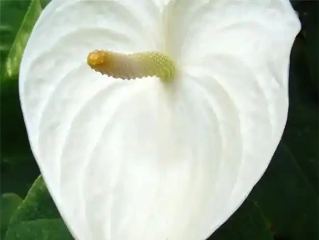 吸甲醛最厲害的8種花