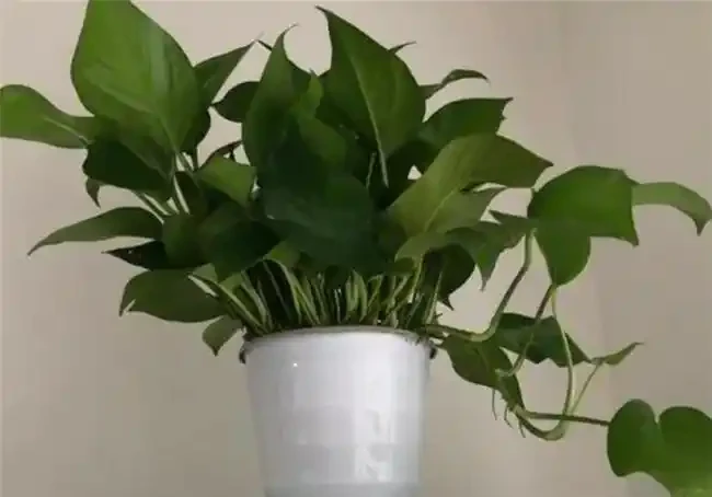 吸甲醛最厲害的8種花