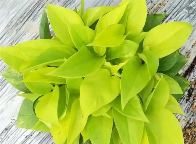 吸甲醛最厲害的8種花