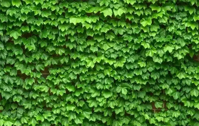 吸甲醛最厲害的8種花