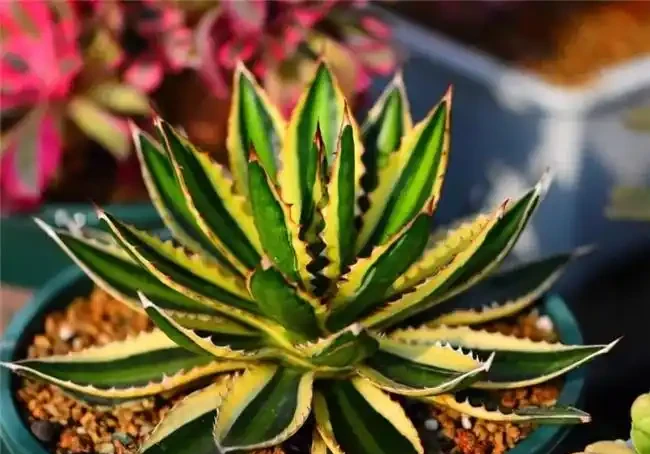 吸甲醛最厲害的8種花