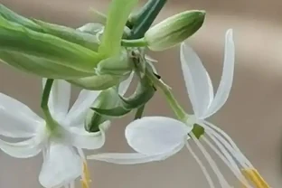 吸甲醛最厲害的8種花