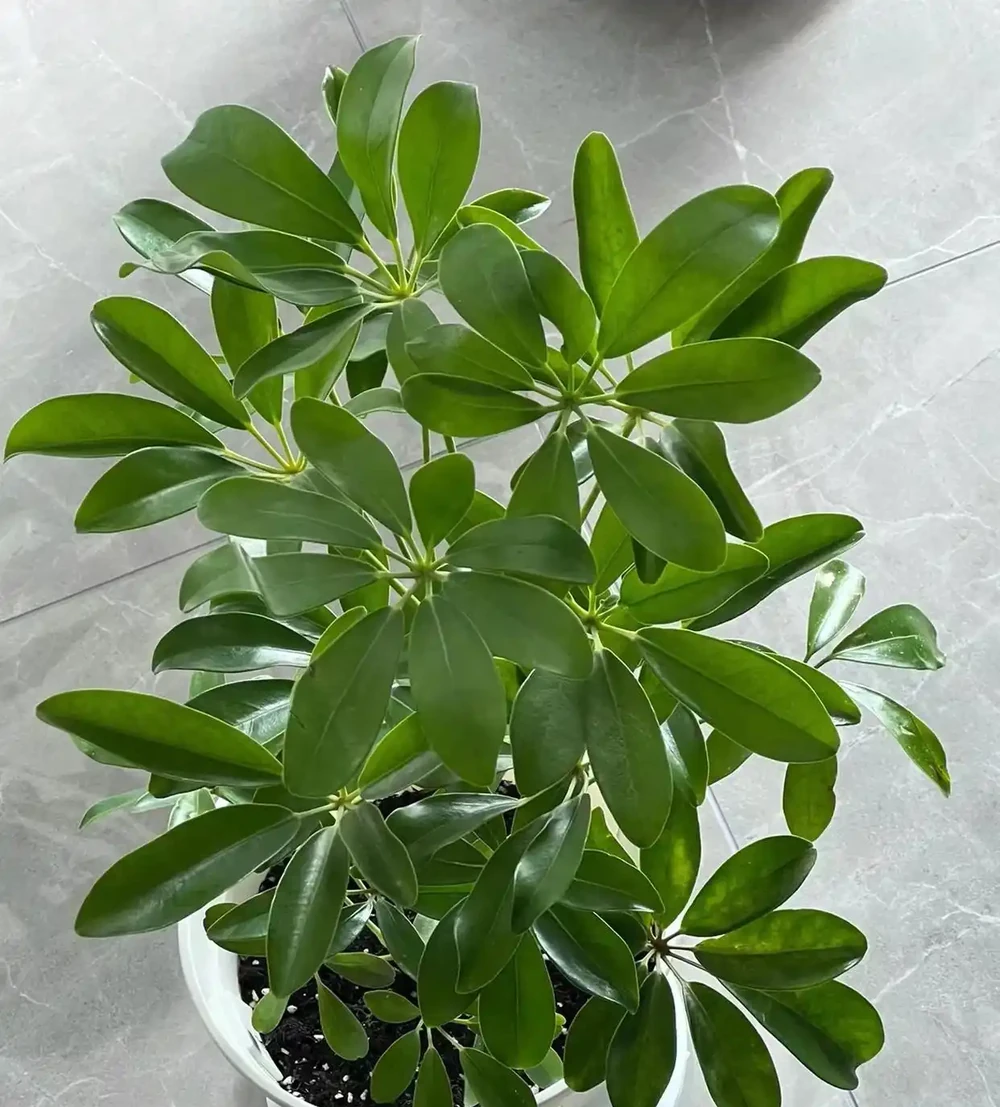 招財樹葉片發黃怎麼辦？4個原因造成，後附養護方法