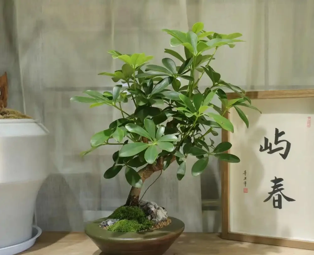 招財樹葉片發黃怎麼辦？4個原因造成，後附養護方法