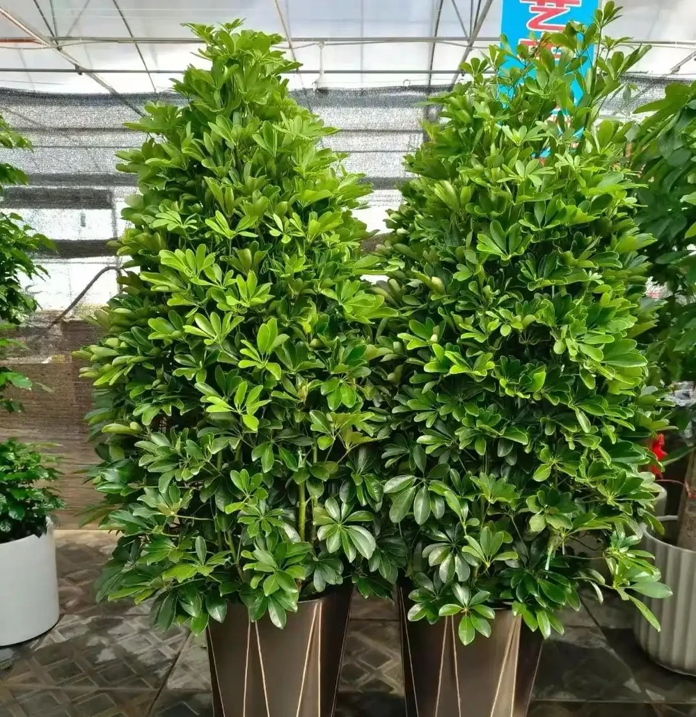 招財樹葉片發黃怎麼辦？4個原因造成，後附養護方法