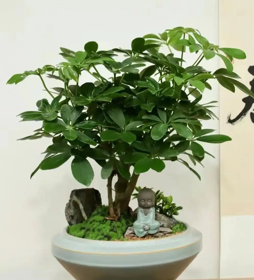 招財樹葉片發黃怎麼辦？4個原因造成，後附養護方法