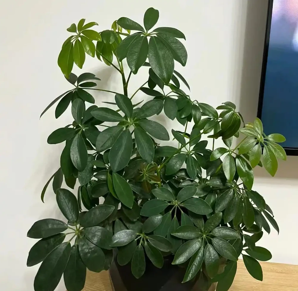招財樹葉片發黃怎麼辦？4個原因造成，後附養護方法