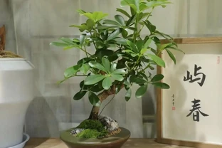招財樹葉片發黃怎麼辦？4個原因造成，後附養護方法