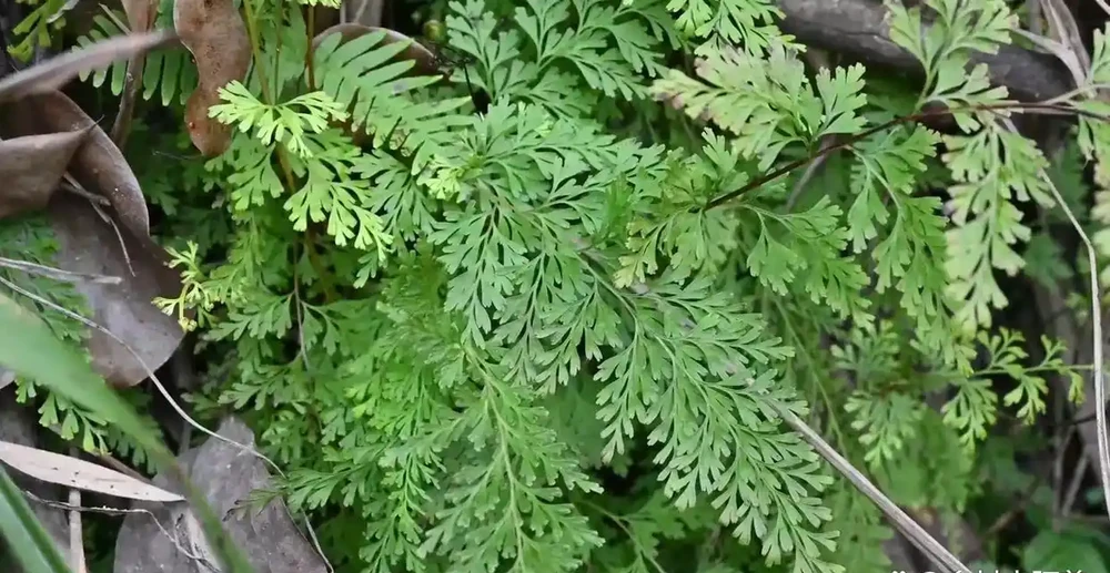 俗稱「金花草」,有「萬能解毒草」之稱,是民間蛇藥植物之一