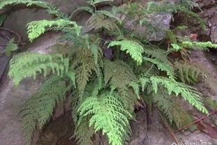 俗稱「金花草」，有「萬能解毒草」之稱，是民間蛇藥植物之一