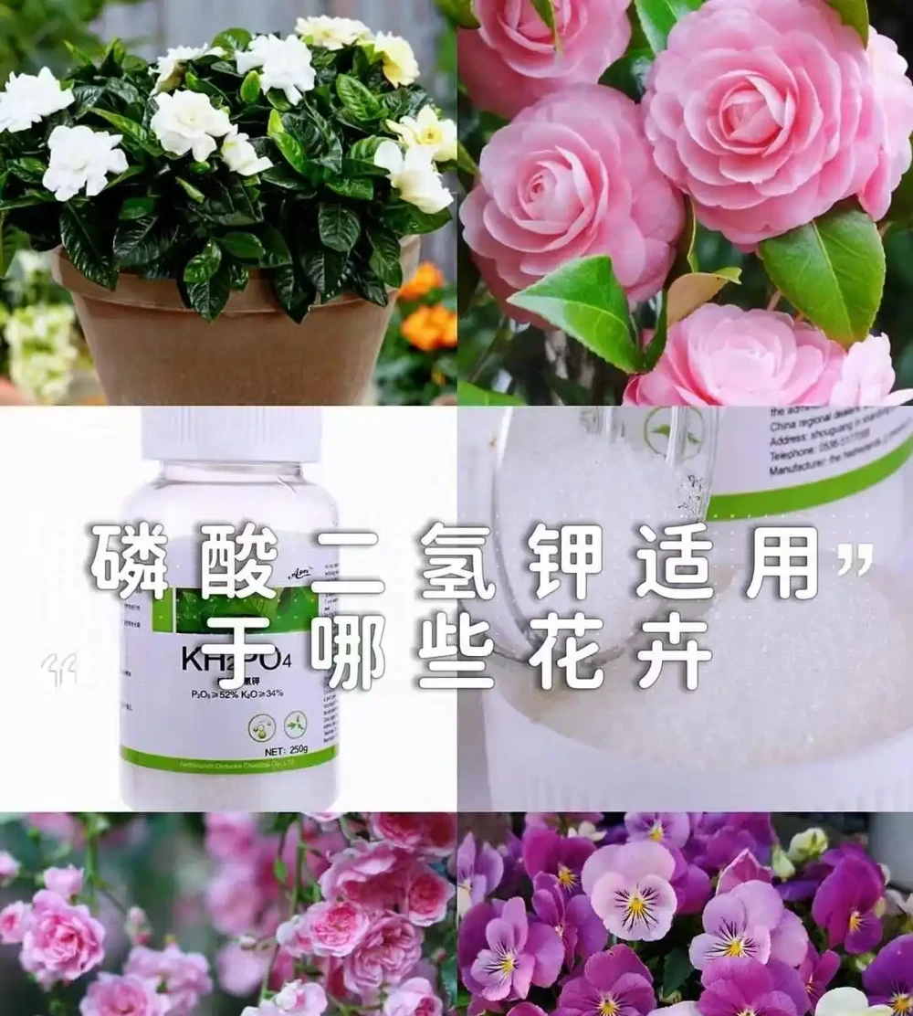 養花高手的秘密:能讓葉片綠油油,根系飽滿的「六個小按鈕」