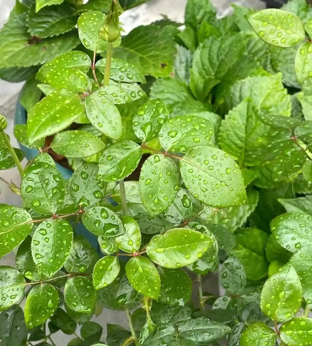 養花高手的秘密:能讓葉片綠油油,根系飽滿的「六個小按鈕」