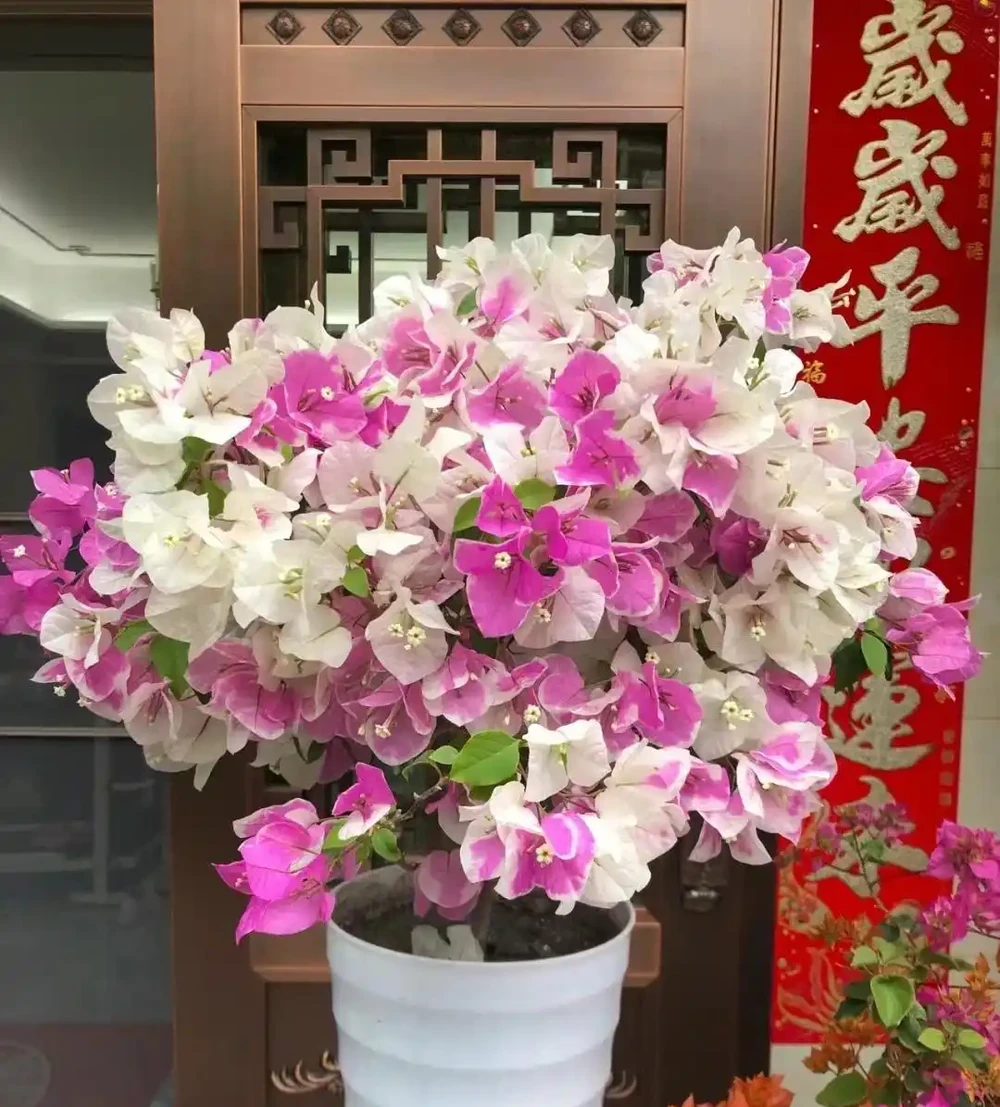 養花高手的秘密：能讓葉片綠油油，根系飽滿的「六個小按鈕」