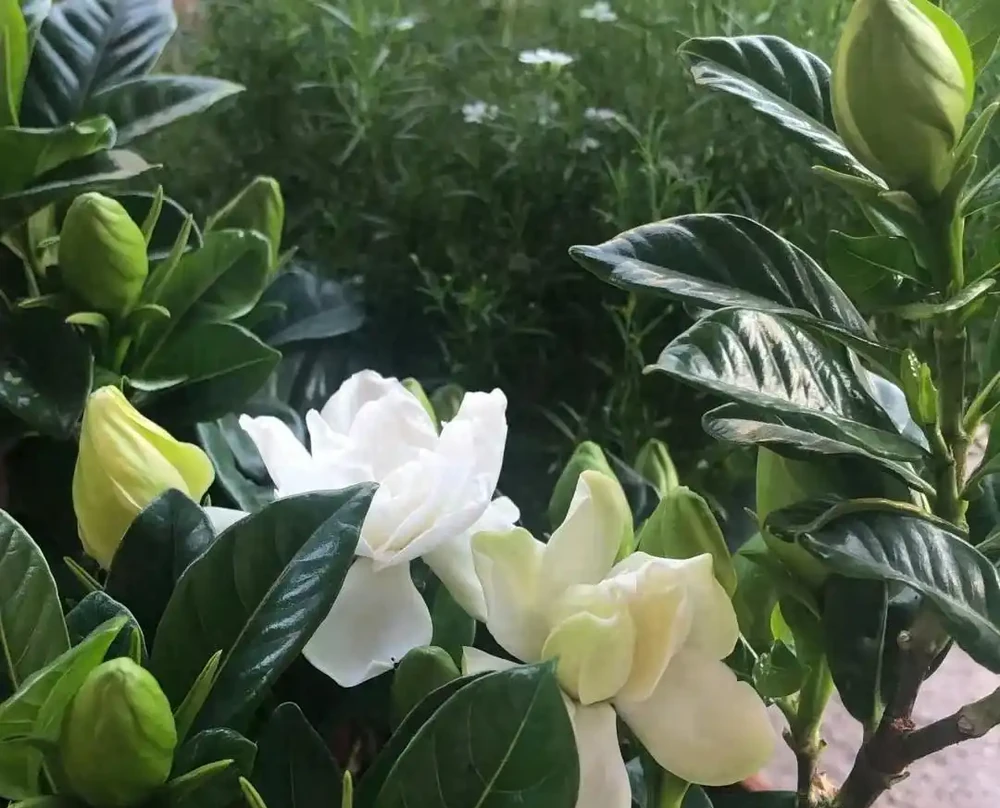 養花高手的秘密:能讓葉片綠油油,根系飽滿的「六個小按鈕」