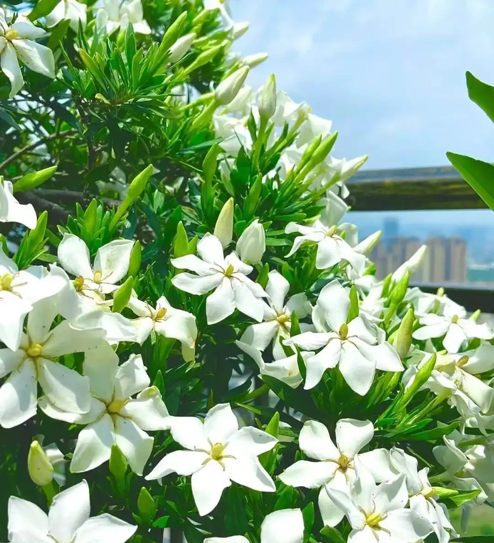 養花高手的秘密:能讓葉片綠油油,根系飽滿的「六個小按鈕」