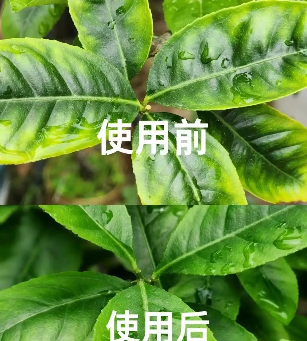 養花高手的秘密:能讓葉片綠油油,根系飽滿的「六個小按鈕」