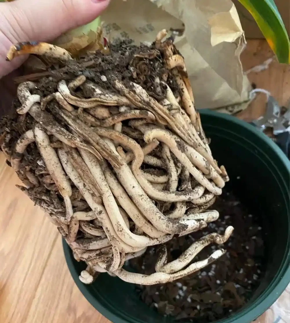 養花高手的秘密:能讓葉片綠油油,根系飽滿的「六個小按鈕」