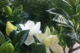 養花高手的秘密：能讓葉片綠油油，根系飽滿的「六個小按鈕」