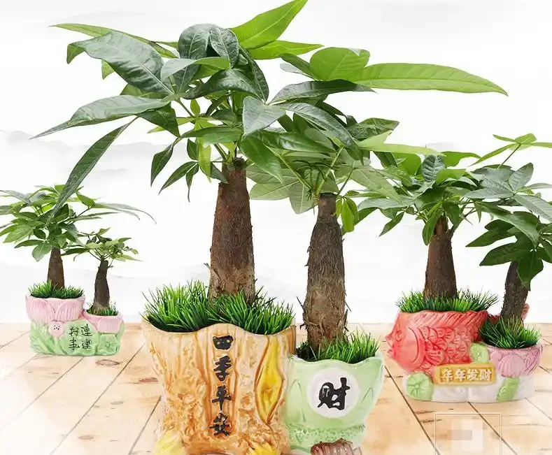 發財樹黃葉掉葉怎樣補救？別急，高手在民間，救樹秘籍全在這！