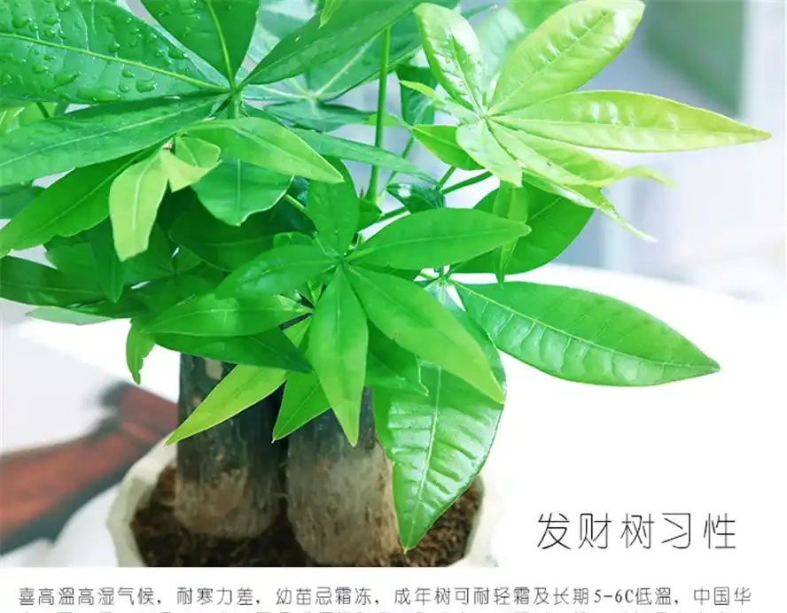 發財樹黃葉掉葉怎樣補救？別急，高手在民間，救樹秘籍全在這！