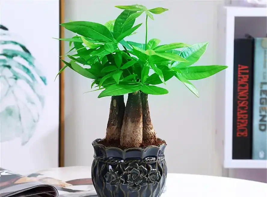 發財樹黃葉掉葉怎樣補救？別急，高手在民間，救樹秘籍全在這！