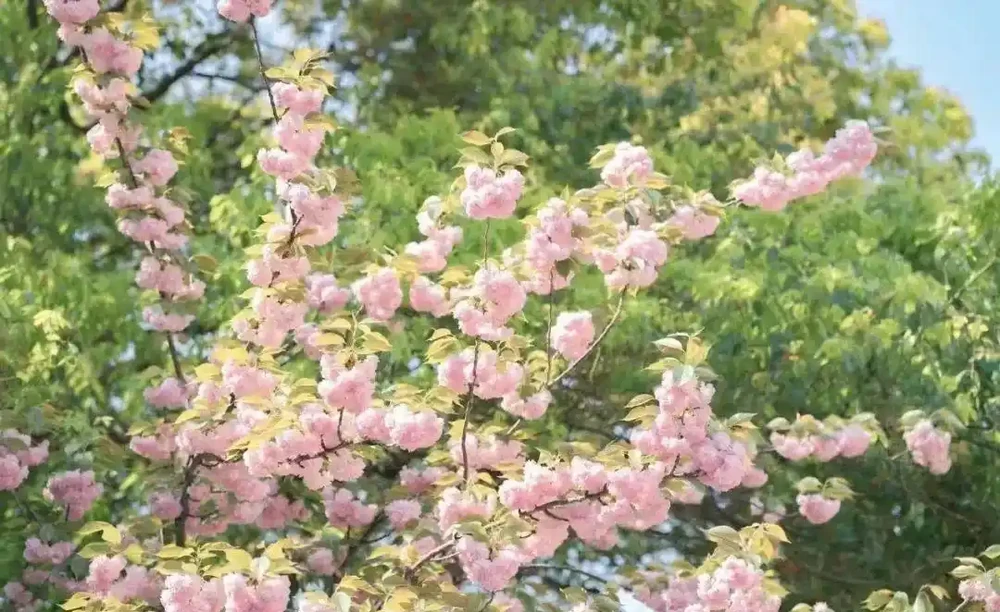 送你18幅花花桌布(橫屏豎屏都有)