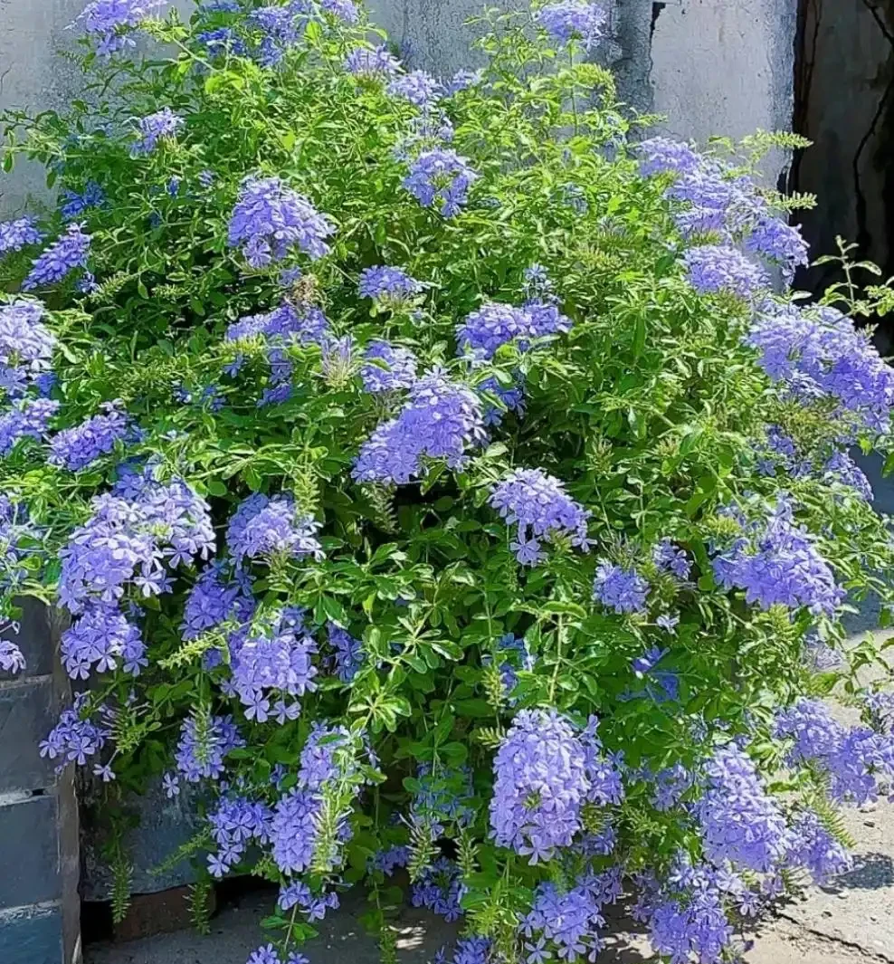 「不怕曬」的10種花，天生喜歡陽光，越曬開花越漂亮