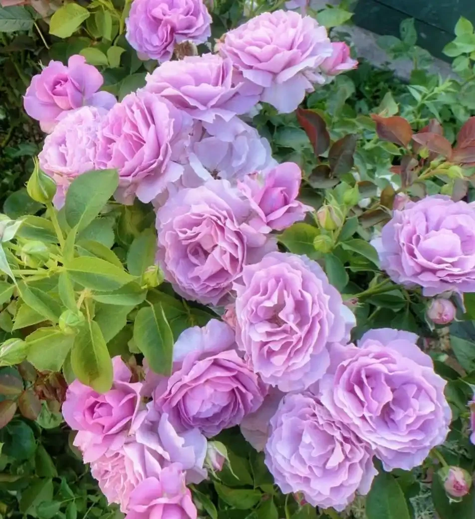 「不怕曬」的10種花，天生喜歡陽光，越曬開花越漂亮