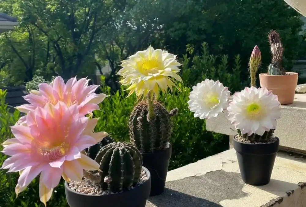 「不怕曬」的10種花，天生喜歡陽光，越曬開花越漂亮