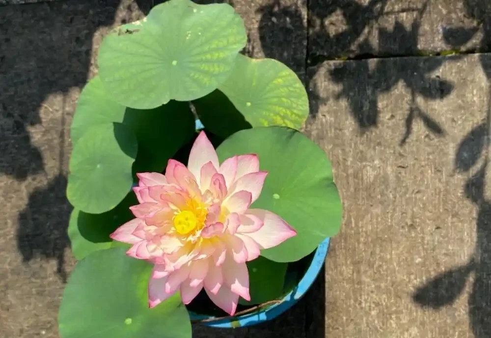 「不怕曬」的10種花，天生喜歡陽光，越曬開花越漂亮