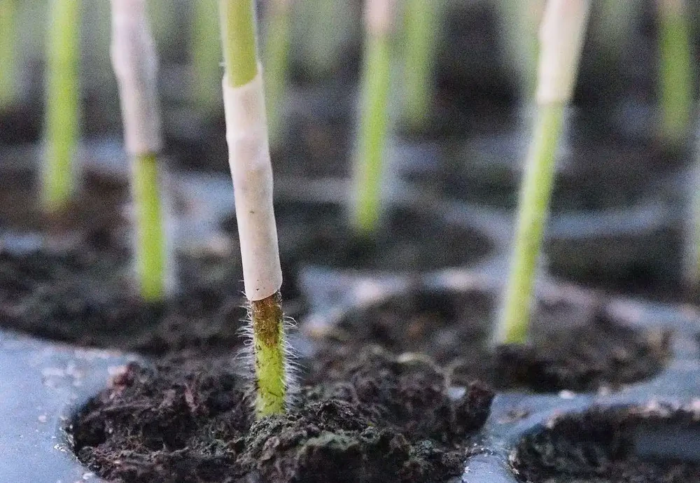 插枝枝條,長根最快的土辦法有哪些?