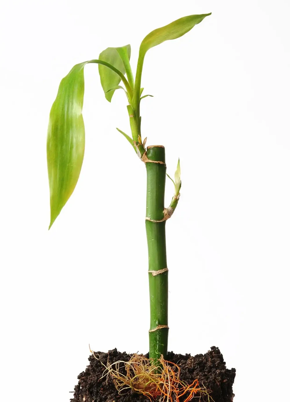 插枝枝條,長根最快的土辦法有哪些?