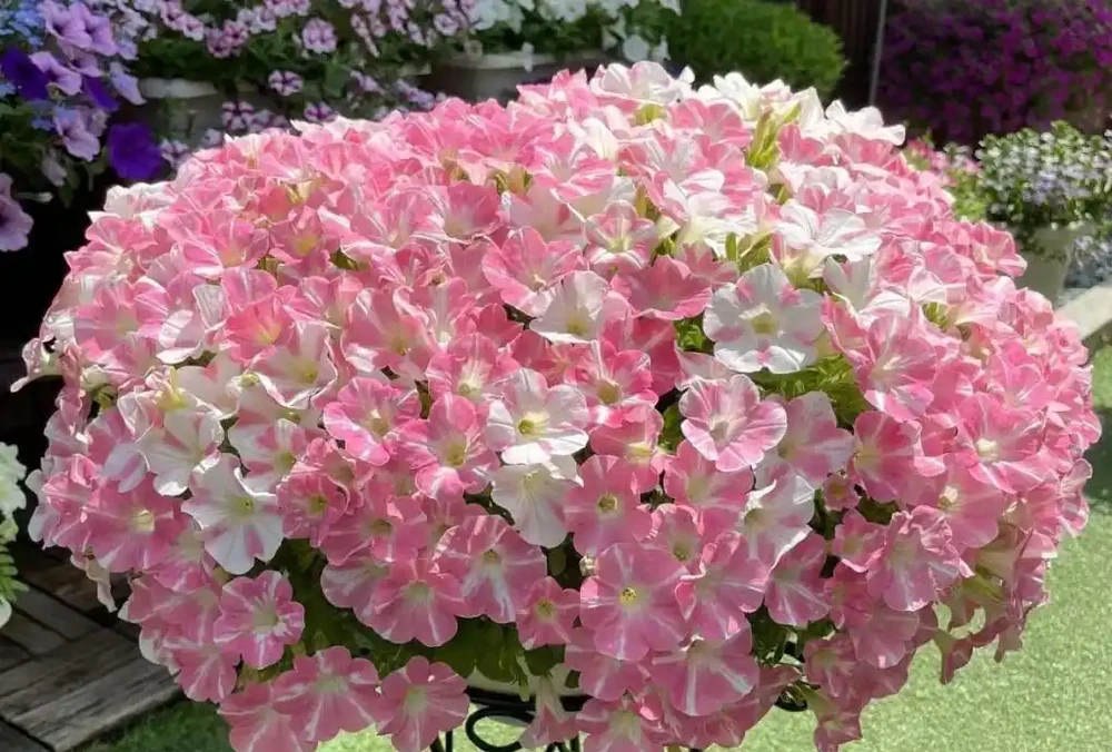 「不怕曬」的10種花，天生喜歡陽光，越曬開花越漂亮