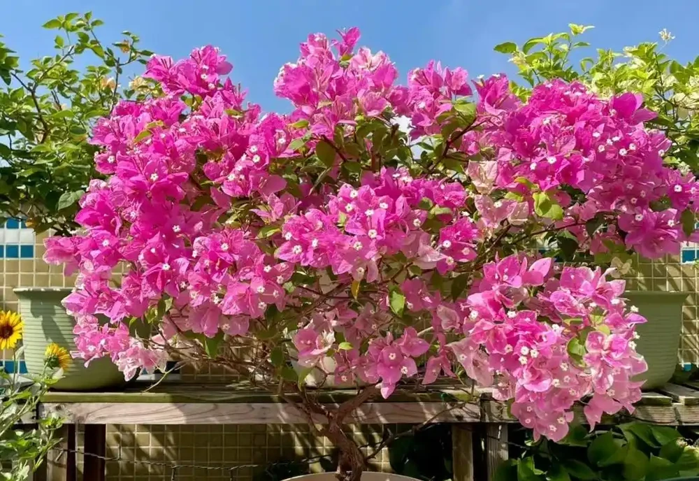 「不怕曬」的10種花，天生喜歡陽光，越曬開花越漂亮